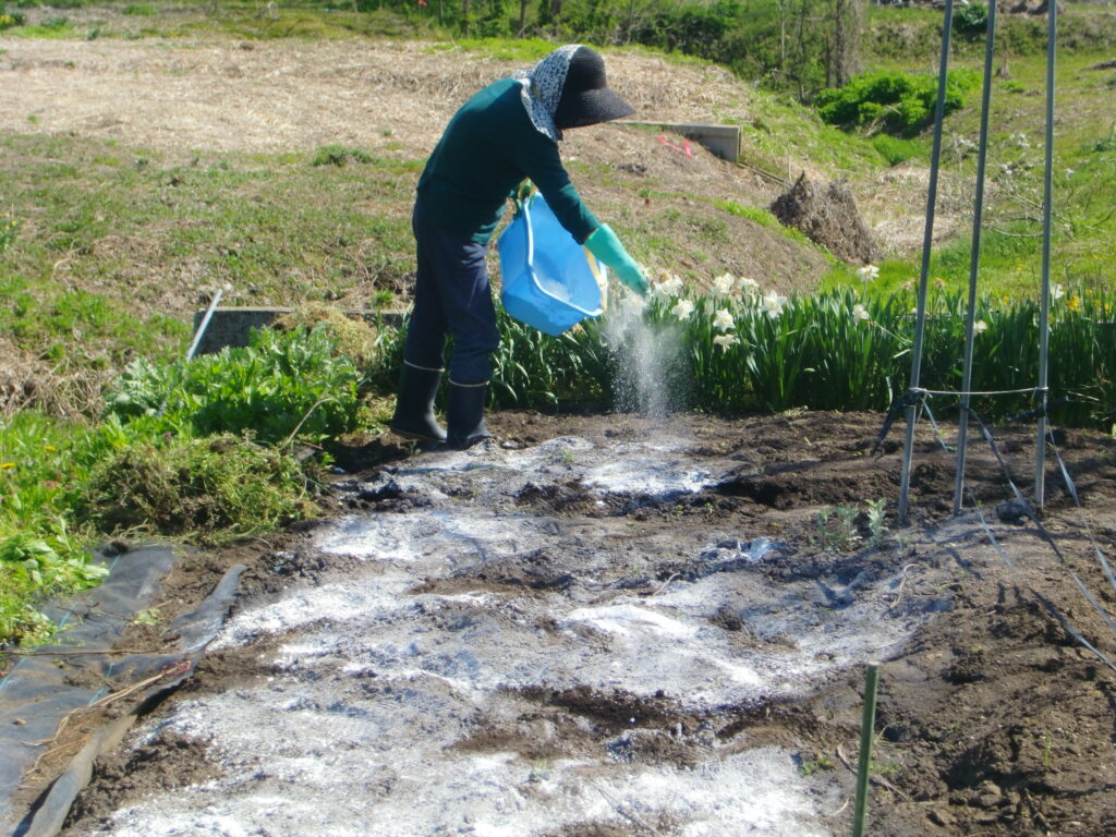 家庭菜園、石灰の適切な使い方、入れるタイミングや使用量がポイント