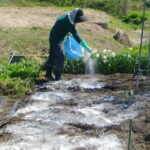 家庭菜園、石灰の適切な使い方、入れるタイミングや使用量がポイント