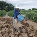 化成肥料の量、目安は手づかみで十分、適量とは最小限が鉄則です