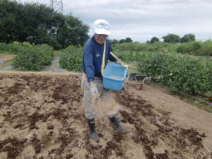 化成肥料の量、目安は手づかみで十分、適量とは最小限が鉄則です
