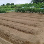 家庭菜園　畝の作り方、4つの準備で大きな美味しい野菜が収穫できます