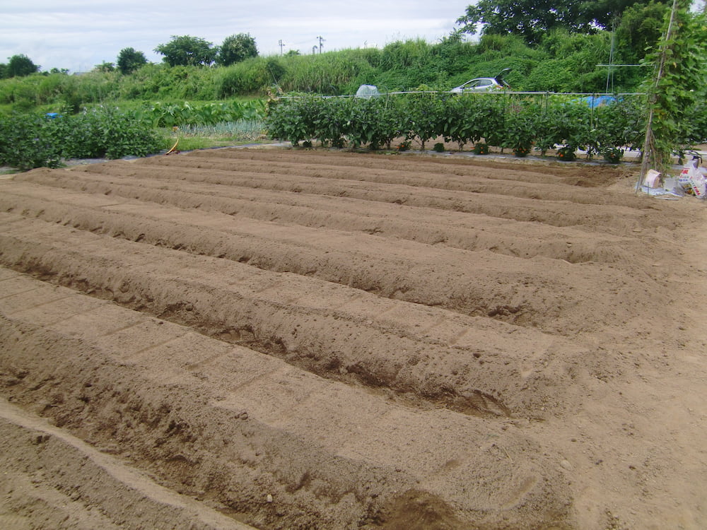 家庭菜園　畝の作り方、4つの準備で大きな美味しい野菜が収穫できます