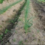 タマネギ直まき発芽率0%、暑さ、乾燥対策を知れば苗はしっかり育ちます　