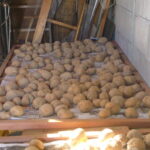 ジャガイモの収穫、天日干しは腐敗のもと、日陰で広げてしっかり乾燥を　