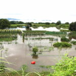 大雨で家庭菜園が冠水、土壌への酸素供給と殺菌剤撒布で乗りきりました
