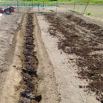 家庭菜園堆肥を入れて耕すと、土がふかふかし根の張りがよくなります