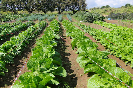 秋野菜の高畝