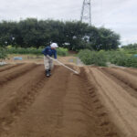 畑の畝の作り方、排水性・通気性が良く、野菜の根が張りやすいですよ