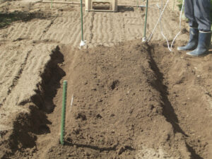 土を盛り上げた畝