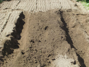 畝の支柱を引き抜く