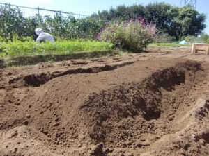 できは上がった平畝