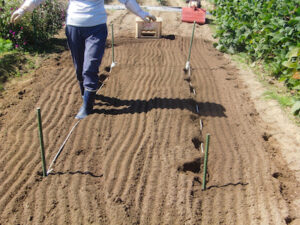 畝に足跡をつける