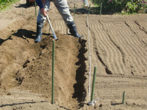 畝の土の盛り上げ