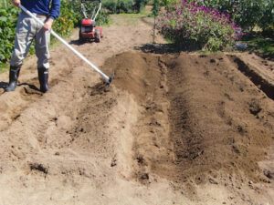 レーキで土の盛り上げ