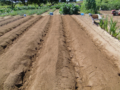 出来上がった畝の写真
