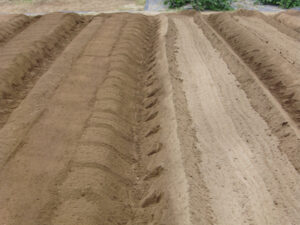 整地前後の畝の表面